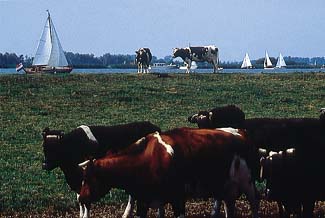 Lake and Cows in Friesland